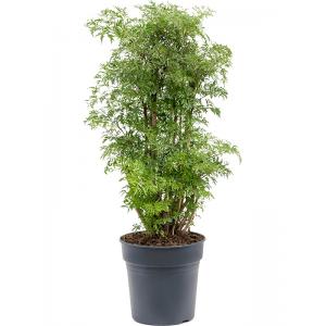 Aralia Polyscias Ming M 80 cm kamerplant