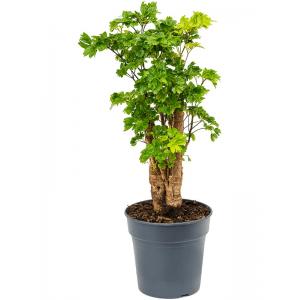 Aralia Polyscias Roble S 60 cm kamerplant