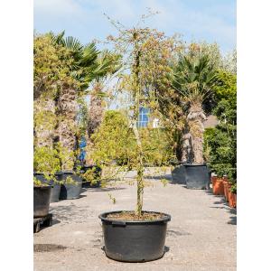 Acer Palmatum Dissectum M 190 cm tuinplant