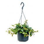 Peperomia Angulata Rocca Scuro 25 cm hangplant