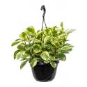 Peperomia Obtusifolia Golden Gate 50 cm hangplant