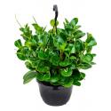 Peperomia Obtusifolia Green 50 cm hangplant