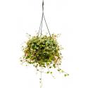 Peperomia Pepperspot 15 cm hangplant