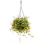 Peperomia Pepperspot 15 cm hangplant