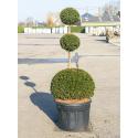 Taxus Baccata M 220 cm tuinplant