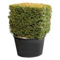 Taxus Baccata S 135 cm tuinplant