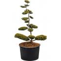 Taxus Baccata Summergold L 240 cm tuinplant