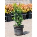 Taxus Media Hillii 40 cm tuinplant