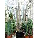 Cactus Espostoa Lanata 220 cm tuinplant