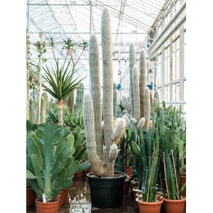 Cactus Espostoa Lanata 220 cm tuinplant