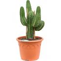 Cactus Polaskia Chichipe 85 cm tuinplant