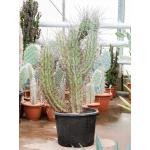 Cactus Stetsonia Coryne L 110 cm tuinplant
