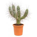 Cactus Stetsonia Coryne M 85 cm tuinplant