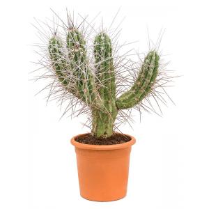 Cactus Stetsonia Coryne M 85 cm tuinplant