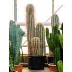 Cactus Trichocereus Paracana 160 cm tuinplant