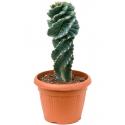 Zuilcactus Cereus Jamacaru Spiralis M 60 cm tuinplant