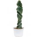 Zuilcactus Cereus Jamacaru Spiralis S 45 cm tuinplant