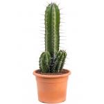 Zuilcactus Pachycereus Pecten Aboriginum 75 cm tuinplant