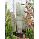 Zuilcactus Pachycereus Pringlei L 200 cm tuinplant