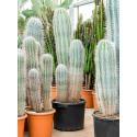 Zuilcactus Pachycereus Pringlei M 130 cm tuinplant