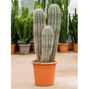 Zuilcactus Pachycereus Pringlei S 130 cm tuinplant