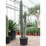 Zuilcactus Pachycereus Weberi M 180 cm tuinplant