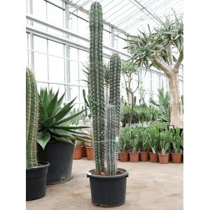 Zuilcactus Pachycereus Weberi M 180 cm tuinplant