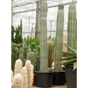 Zuilcactus Pachycereus Weberi S 180 cm tuinplant