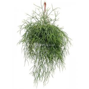 Koraalcactus Rhipsalis Burchelli 50 cm hangplant