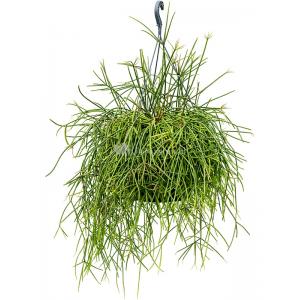 Koraalcactus Rhipsalis Mauritiana 60 cm hangplant