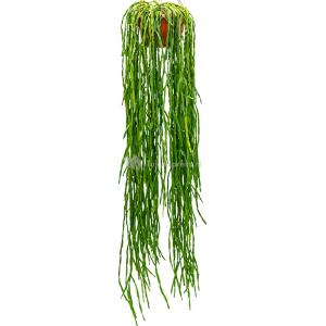 Koraalcactus Rhipsalis Paradoxa 100 cm hangplant