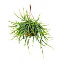 Koraalcactus Rhipsalis Wercklei 50 cm hangplant
