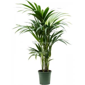 Kentiapalm Howea Forsteriana palm L 105 cm kamerplant
