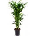 Kentiapalm Howea Forsteriana palm L 160 cm kamerplant