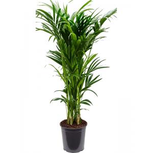 Kentiapalm Howea Forsteriana palm L 160 cm kamerplant