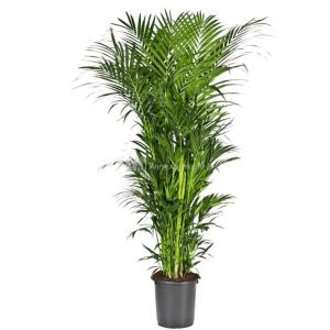 Kentiapalm Howea Forsteriana palm L 180 cm kamerplant