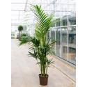 Kentiapalm Howea Forsteriana palm L 200 cm kamerplant