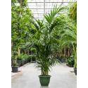 Kentiapalm Howea Forsteriana palm L 230 cm kamerplant