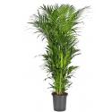 Kentiapalm Howea Forsteriana palm L 250 cm kamerplant