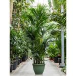 Kentiapalm Howea Forsteriana palm L 260 cm kamerplant