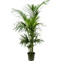 Kentiapalm Howea Forsteriana palm M 160 cm kamerplant