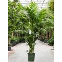 Kentiapalm Howea Forsteriana palm M 230 cm kamerplant