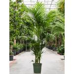 Kentiapalm Howea Forsteriana palm M 230 cm kamerplant