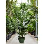Kentiapalm Howea Forsteriana palm M 260 cm kamerplant