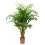 Goudpalm Areca Dypsis Lutescens 125 cm kamerplant