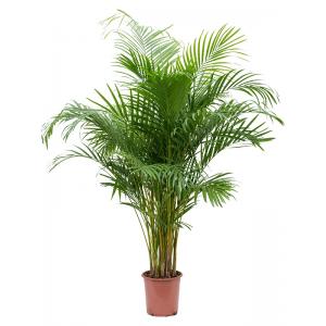 Areca palm