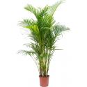 Goudpalm Areca Dypsis Lutescens 150 cm kamerplant