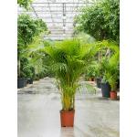 Goudpalm Areca Dypsis Lutescens 170 cm kamerplant