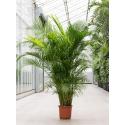 Goudpalm Areca Dypsis Lutescens 210 cm kamerplant