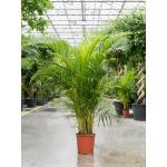 Goudpalm Areca Dypsis Lutescens L190 cm kamerplant